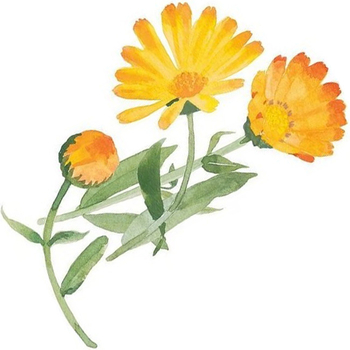 Żel mycia zębów z nagietkiem lekarskim bez fluoru WELEDA 75ml